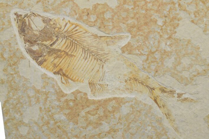 Fossil Fish (Diplomystus) - Green River Formation #217558